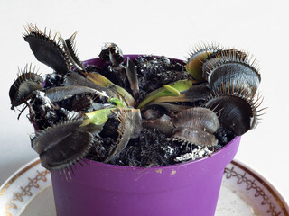 Dead flytrap