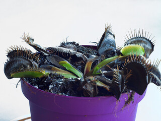 Dead flytrap 2 © Viesturs Kalvans