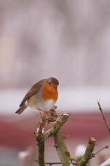 Inquisitive European Robin Perched on Branch in Christmas Card Scene	