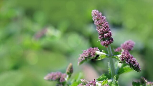 Pink peppermint flowers background. Nature green background.