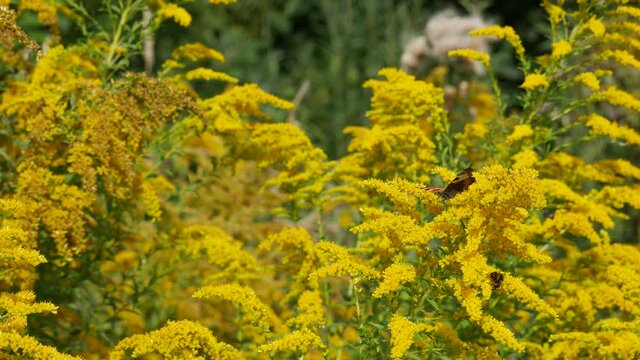 Aglais urticae eats nectar on goldenrod flowers.