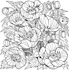 Poppy flowers. Coloring page for adult and older children