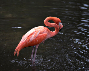 Flamingo stock photos.  Flamingo close-up profile view  displaying its beautiful plumage, head, long neg, beak, eye in its surrounding and environment with water background. Image. Picture. Portrait.