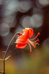 flowers bloom is close