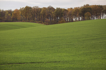 Fototapeta na wymiar Green agricultural field, agricultural landscape. Country landscape with growing wheat. Agricultural field in a clear sunny day. High technologies and innovations in agro-industry.