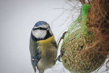 Blue Tit Feeding on Fat Ball With Snowy Background