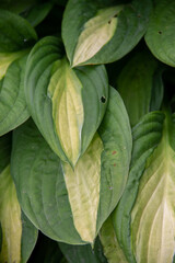 the natural texture of textured leaves of the plant