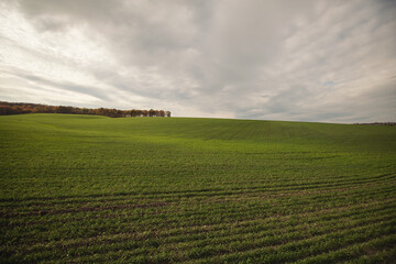 Obraz premium Green agricultural field, agricultural landscape. Country landscape with growing wheat. Agricultural field in a clear sunny day. High technologies and innovations in agro-industry.