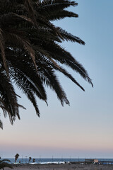 Fototapeta na wymiar Palm Tree In Front Of The Sea
