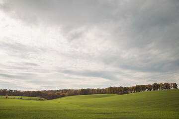Green agricultural field, agricultural landscape. Country landscape with growing wheat. Agricultural field in a clear sunny day. High technologies and innovations in agro-industry.