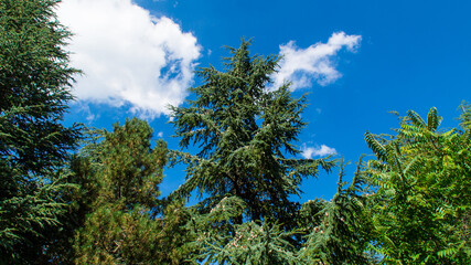 Flora nel parco naturale delle gola della rossa e di frasassi