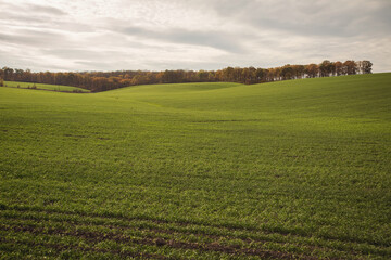 Green agricultural field, agricultural landscape. Country landscape with growing wheat. Agricultural field in a clear sunny day. High technologies and innovations in agro-industry.