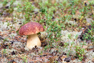 Edible boletus with red hat and thick leg collected by mushroom picker on white moss in pine forest.