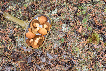 Group of cut edible mushrooms with an orange hat is laid in an army bowler for cooking in the...