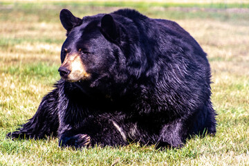 Fototapeta premium Black bear just sitting around. Discovery Wildlife Park, Innisfill, Alberta, Canada