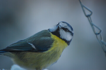Eurasian Blue Tit 