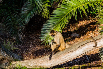 Bolivian squirel monkey down by the watering hole. Auckland Zoo, Auckland, New Zealand