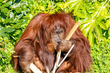 Bornean Orangutan munches on some bamboo. Auckland Zoo, Auckland, New Zealand © David