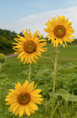 Fototapeta premium Sonnenblume, Natur