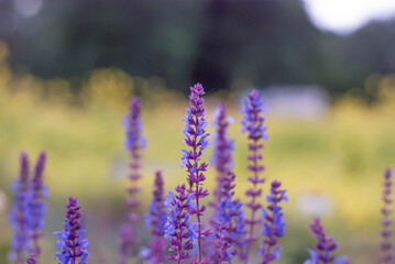 lavender flower field