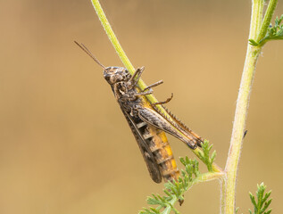Nahaufnahme von einen Grashüpfer der an einen geneigten Grashalm hängt.