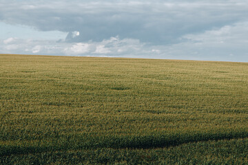 Fototapeta na wymiar Background landscape of blue sky and lines of fields.