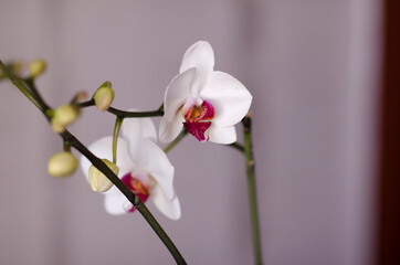 Blooming orhid flowers Phalaenopsis white colors blossoming close up