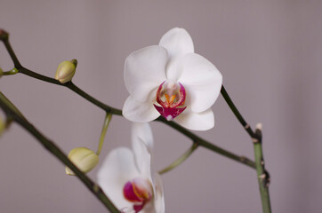 Obraz premium Blooming orhid flowers Phalaenopsis white colors blossoming close up