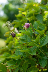 wild rose bush