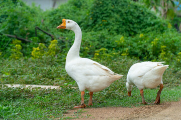 White goose walking on the green grass , play together and finding some food with copy space