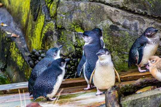 Little blue penguins frolic in their pond. Auckland Zoo, New Zealand