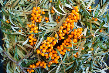 sea buckthorn branch is fruitful on a background of leaves and berries are scattered