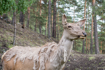 Naklejka premium Maral deer at the foot of a mountain in zoo.