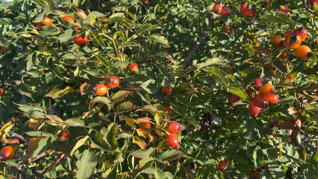 Branches with fruits of Rose Hip, Rose Hip Bush