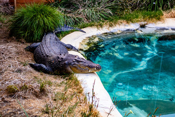 Salt Water Crocodile resting by it's pool. Butterfly Creek, Auckland, New Zealand