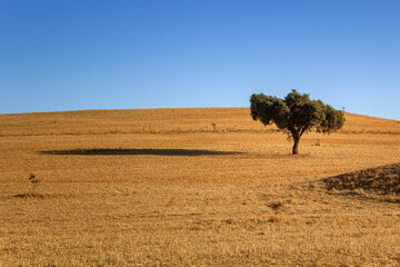 Alentejo typical farmland fields and Mediterranean landscape, tourist destination region, Portugal.