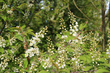  Blooming apple tree, small white flowers on a blurred background. Beautiful delicate photo of flowers for summer mood. Stock photo for web and print with empty space for text and design.