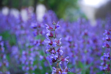 Flor de lavanda un día de verano