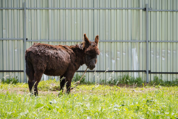 Stubborn donkey grazes on the grass at the fence in the zoo.