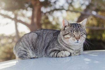 Lovely cat on the car rooftop relaxing outdoors, close up image. Domestic pets collection....