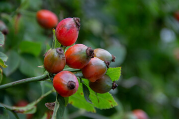 wild rose berries on a branch close up