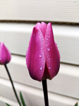 Bold Pink Tulip with Dewdrops 