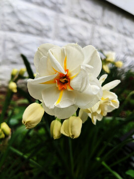 Cream and Orang Double Daffodil in Spring 