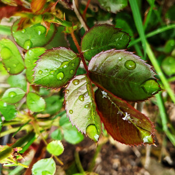 Dewdrops on Rose Leaves in Spring 