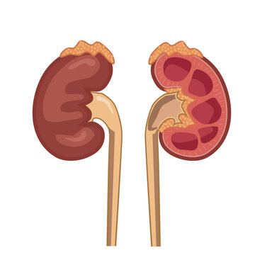 Human kidneys, excretory system. Anatomical structure. Vector illustration