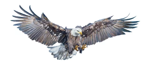 Foto op Plexiglas anti-reflex Bald eagle swoop attack hand draw and paint on white background illustration. © patthana