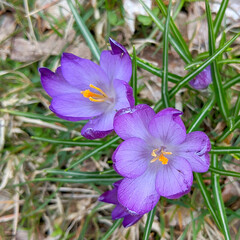 Purple Spring Crocus in the Grass 