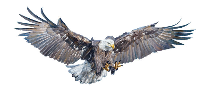 Bald eagle swoop attack hand draw and paint on white background illustration.