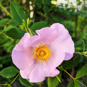 Pink Swamp Rose in Full Bloom