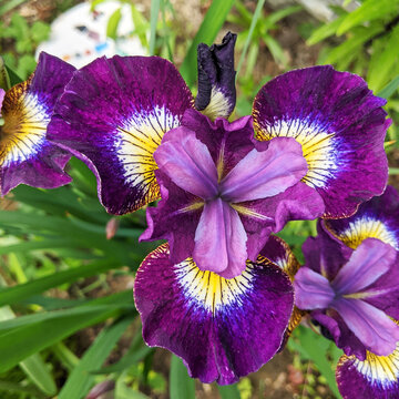 Dark Purple Iris in Summer 